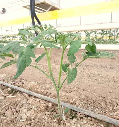 Grafted tomato establishing in soil