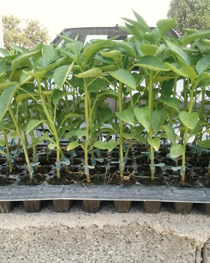 Uniform grafted pepper seedlings with clips