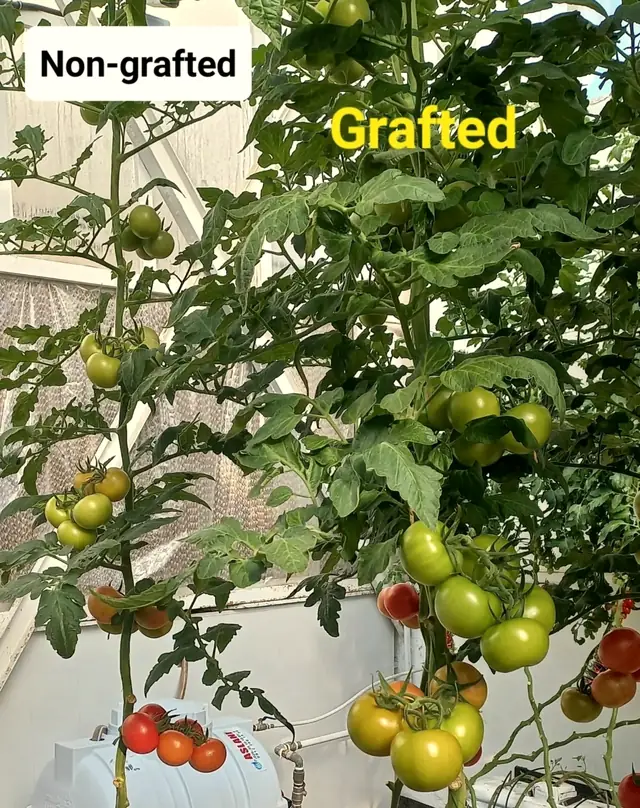 Research greenhouse: non-grafted tomato on the left, grafted tomato on the right, labelled in the photo