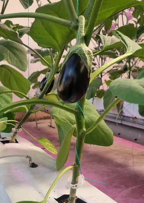 Grafted eggplant with fruit
