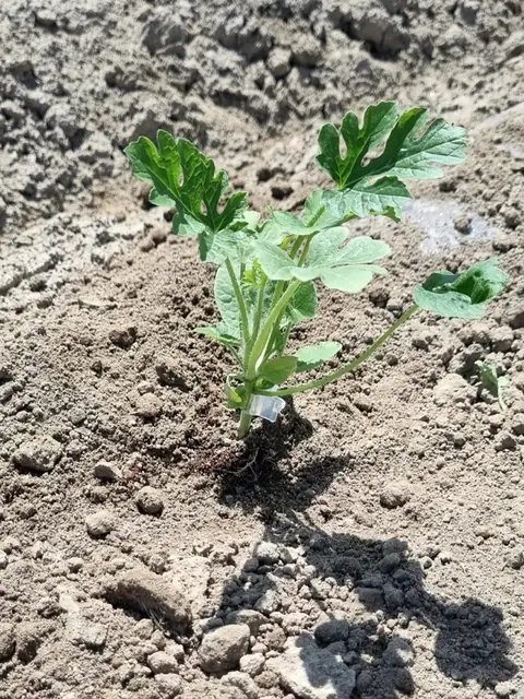 A grafted watermelon seedling established after transplanting