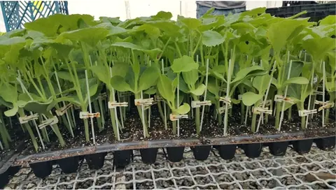 A tray of grafted melon seedlings