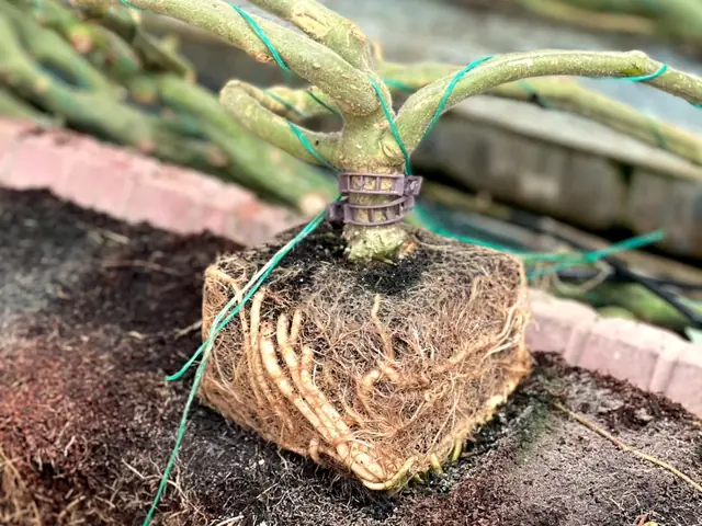 Exposed root ball of a grafted plum tomato with four trained stems