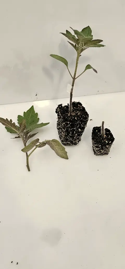 A scion, a grafted seedling and a rootstock side by side
