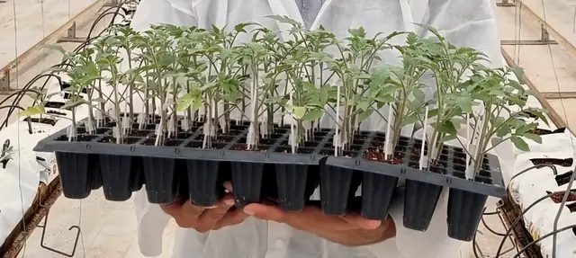 A tray of grafted tomato seedlings held in the nursery