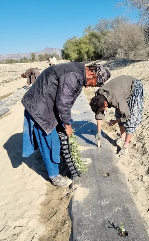 Transplanting grafted seedlings in a grower's field