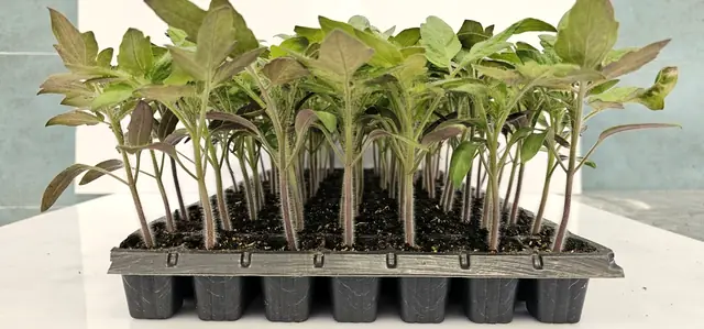 Uniform tomato seedlings ready for grafting