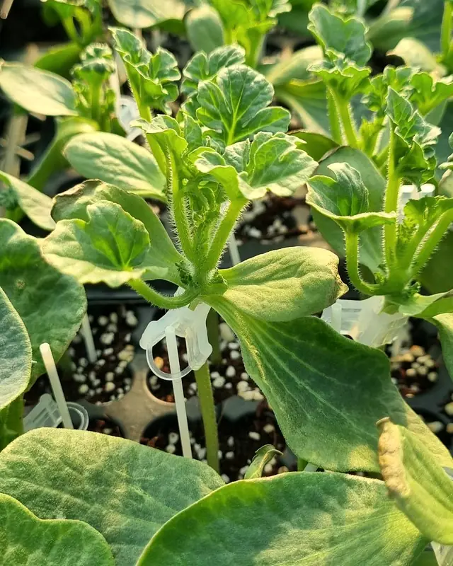 Grafted watermelon seedlings with grafting clips in a nursery tray