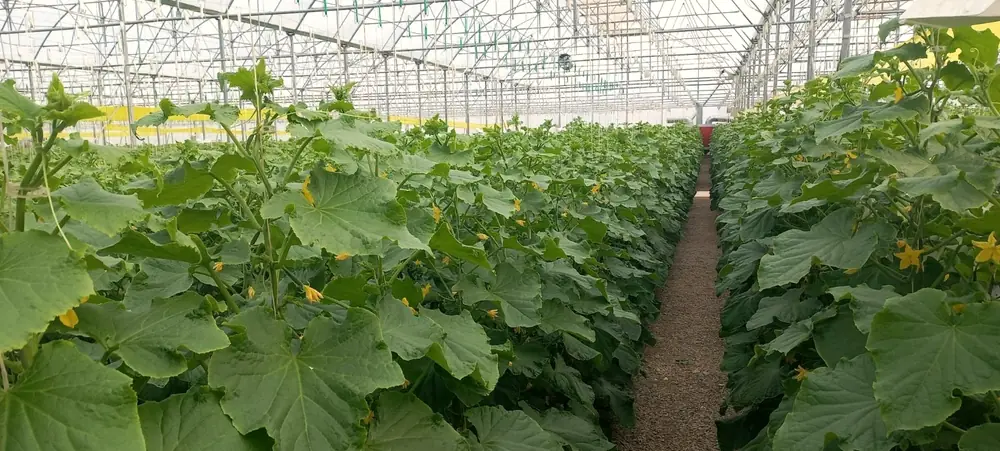 گلخانه‌ی تجاری خیار